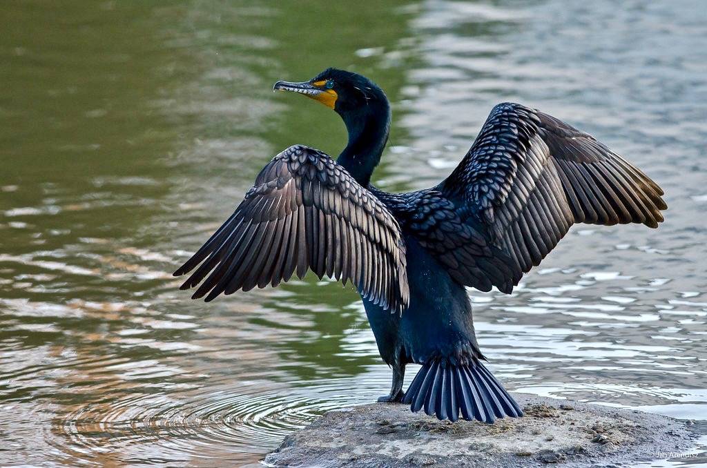 Double-crested Cormorant by madrones is licensed under CC BY-ND 2.0